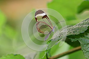 Glasswing butterfly greta oto