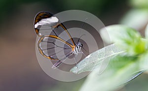 Glasswing Butterfly, Greta Oto