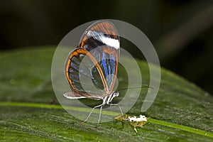 Glasswing Butterfly, greta oto, Adult standing on Leaf photo