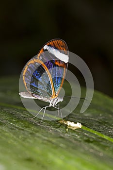 Glasswing Butterfly, greta oto, Adult standing on Leaf photo