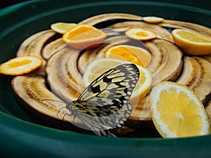 Glasswing butterfly Greta oto brush-footed butterfly eating banana and orange.