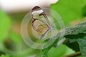 Glasswing butterfly greta oto photo