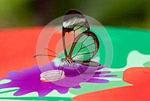 ZSL Butterfly paradise London Zoo. Greta oto, glasswing butterfly on a colorful table. photo