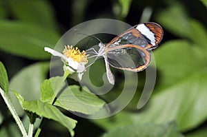 Glasswing Butterfly, Greta Oto photo