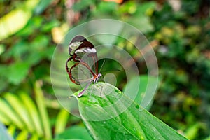 Glasswing butterfly, greta oto, on a green leaf