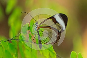 Glasswing butterfly, greta oto, on a green leaf