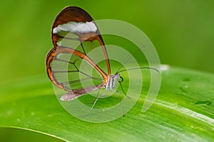 Glasswing butterfly, greta oto, on a green leaf
