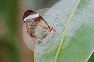 Glasswing butterfly, greta oto, on a green leaf