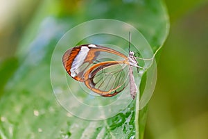 Glasswing butterfly, greta oto, on a green leaf