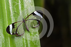 Glasswing butterfly Greta Oto on a green leaf photo