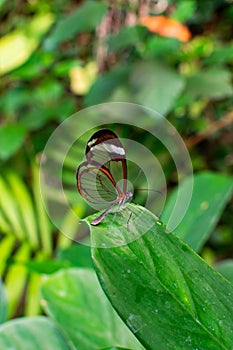 Glasswing butterfly, greta oto, on a green leaf photo