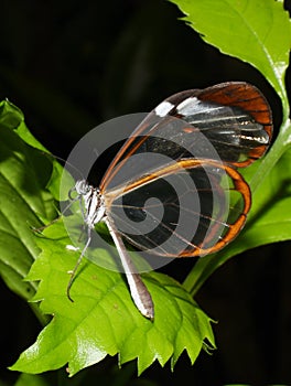 Greta oto transparent butterfly in vegetation photo