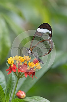 Glasswing butterflyÂ Greta oto, with transparent wings photo