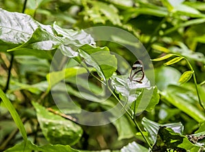 A Glasswing Butterfly in the jungle near Tortuguero in Costa Rica