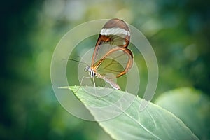 Glasswing butterfly in a leaf Greta oto. Close-up photo