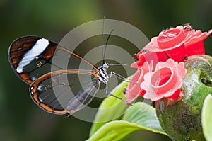 Glasswing (Greta oto) butterfly