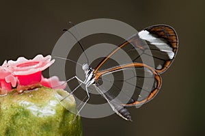 Glasswing (Greta oto) butterfly photo