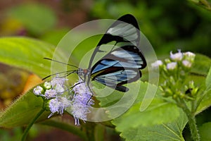 A Glasswinged butterfly feeds in a Costa Rican garden.