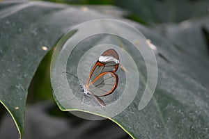 Glasswinged butterfly -Greta oto- on a green leaf