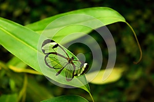 Glasswinged Butterfly Greta oto photo