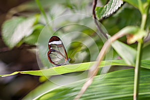 Glasswinged Butterfly Greta oto resting
