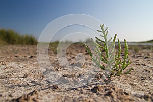 Glasswort on dried marsh