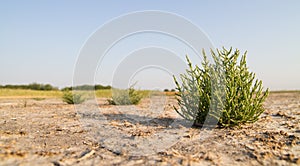 Glasswort on dried marsh