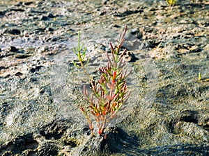 Glasswort or marsh samphire plant, Salicornia europaea, growing