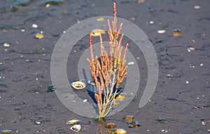 Glasswort,North Sea,North Frisia,Germany