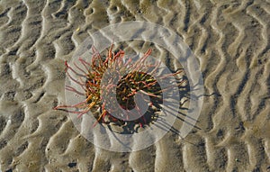 Glasswort salicornia europaea,wadden Sea,North Frisia,Germany