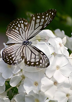 Glassy tiger butterfly