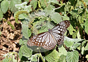 Glassy Tiger butterfly on bushes