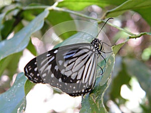 Glassy tiger butterfly in Sinharaja area