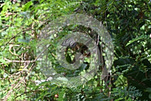 A Glassy Tiger (Parantica Aglea) butterfly resting on an end of a vine