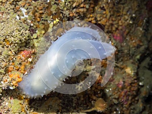 Glassy Tunicate Ascidia paratropa