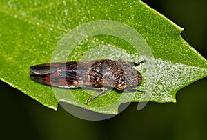 Glassy-Winged Sharpshooter (Homalodisca vitripennis) dorsal view.