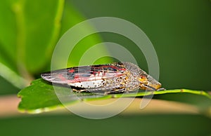 Glassy-winged sharpshooter (Homalodisca vitripennis) on leaf.