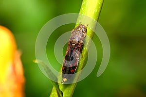 Glassy-winged sharpshooter - Homalodisca vitripennis â€“ formerly H. coagulata