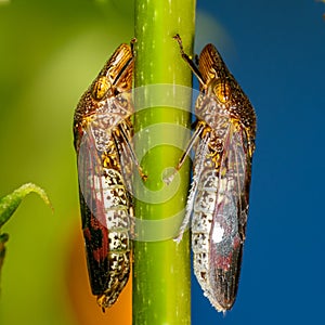 Glassy-winged sharpshooter - Homalodisca vitripennis â€“ formerly H. coagulata