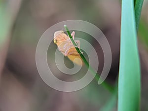 The glassy-winged sharpshooter is a large leafhopper insect from the family Cicadellidae,