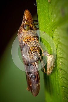 A Glassy-winged Sharpshooter resides beside her egg casing