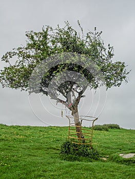 Glastonbury Thorn, England photo