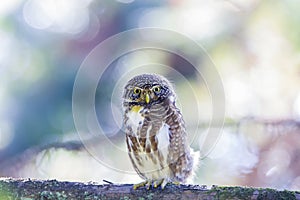 Glaucidium brodiei photo