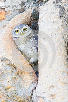 Glaucidium cuculoides owl hide in tree hole