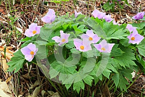 Glaucidium palmatum