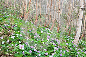 Glaucidium palmatum and White birch