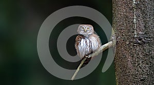 Glaucidium passerinum sits on a branch and looks at the prey photo