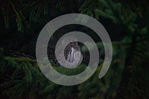 Glaucidium passerinum sits on a branch at night and looks at the prey