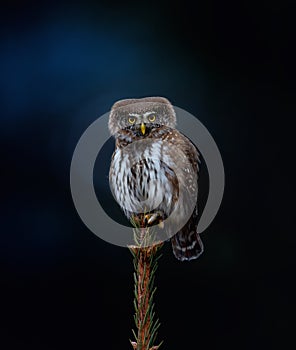 Glaucidium passerinum sits on a branch at night and looks at the prey