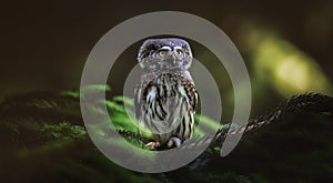 Glaucidium passerinum sits on a branch at night and looks at the prey